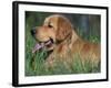 Golden Retriever Lieing in Grass, Us-Lynn M. Stone-Framed Photographic Print