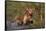 Golden Retriever Lunging into Pond to Begin Retrieve, Woodstock, Illinois, USA-Lynn M^ Stone-Framed Stretched Canvas