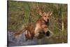 Golden Retriever Lunging into Pond to Begin Retrieve, Woodstock, Illinois, USA-Lynn M^ Stone-Stretched Canvas