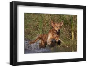 Golden Retriever Lunging into Pond to Begin Retrieve, Woodstock, Illinois, USA-Lynn M^ Stone-Framed Photographic Print