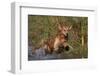 Golden Retriever Lunging into Pond to Begin Retrieve, Woodstock, Illinois, USA-Lynn M^ Stone-Framed Photographic Print