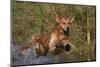 Golden Retriever Lunging into Pond to Begin Retrieve, Woodstock, Illinois, USA-Lynn M^ Stone-Mounted Photographic Print