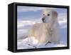 Golden Retriever Lying in Snow, USA-Lynn M. Stone-Framed Stretched Canvas