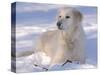 Golden Retriever Lying in Snow, USA-Lynn M. Stone-Stretched Canvas