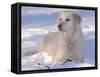 Golden Retriever Lying in Snow, USA-Lynn M. Stone-Framed Stretched Canvas