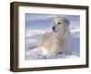 Golden Retriever Lying in Snow, USA-Lynn M. Stone-Framed Premium Photographic Print