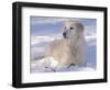 Golden Retriever Lying in Snow, USA-Lynn M. Stone-Framed Premium Photographic Print