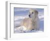 Golden Retriever Lying in Snow, USA-Lynn M. Stone-Framed Premium Photographic Print