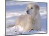 Golden Retriever Lying in Snow, USA-Lynn M. Stone-Mounted Premium Photographic Print