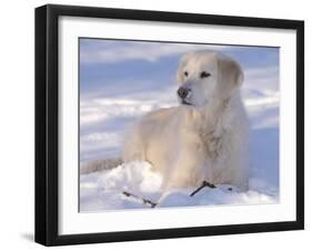 Golden Retriever Lying in Snow, USA-Lynn M. Stone-Framed Photographic Print