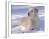 Golden Retriever Lying in Snow, USA-Lynn M. Stone-Framed Photographic Print