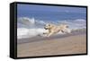 Golden Retriever Male Goes Airborne While Running Along Sandy Beach, Southern California, USA-Lynn M^ Stone-Framed Stretched Canvas