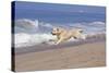 Golden Retriever Male Goes Airborne While Running Along Sandy Beach, Southern California, USA-Lynn M^ Stone-Stretched Canvas