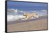 Golden Retriever Male Goes Airborne While Running Along Sandy Beach, Southern California, USA-Lynn M^ Stone-Framed Stretched Canvas