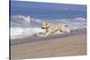 Golden Retriever Male Goes Airborne While Running Along Sandy Beach, Southern California, USA-Lynn M^ Stone-Stretched Canvas