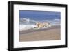 Golden Retriever Male Goes Airborne While Running Along Sandy Beach, Southern California, USA-Lynn M^ Stone-Framed Photographic Print