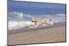 Golden Retriever Male Goes Airborne While Running Along Sandy Beach, Southern California, USA-Lynn M^ Stone-Mounted Photographic Print