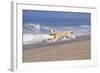 Golden Retriever Male Goes Airborne While Running Along Sandy Beach, Southern California, USA-Lynn M^ Stone-Framed Photographic Print