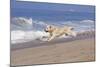 Golden Retriever Male Goes Airborne While Running Along Sandy Beach, Southern California, USA-Lynn M^ Stone-Mounted Photographic Print