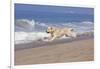 Golden Retriever Male Goes Airborne While Running Along Sandy Beach, Southern California, USA-Lynn M^ Stone-Framed Photographic Print