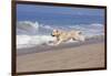 Golden Retriever Male Goes Airborne While Running Along Sandy Beach, Southern California, USA-Lynn M^ Stone-Framed Photographic Print