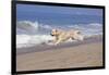 Golden Retriever Male Goes Airborne While Running Along Sandy Beach, Southern California, USA-Lynn M^ Stone-Framed Photographic Print