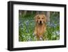 Golden Retriever (Male) in Virginia Bluebells in Open Woodland, Rockton, Illinois, USA-Lynn M^ Stone-Framed Photographic Print