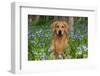 Golden Retriever (Male) in Virginia Bluebells in Open Woodland, Rockton, Illinois, USA-Lynn M^ Stone-Framed Photographic Print