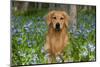 Golden Retriever (Male) in Virginia Bluebells in Open Woodland, Rockton, Illinois, USA-Lynn M^ Stone-Mounted Photographic Print