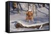 Golden Retriever (Male) Leaping over Snow-Covered Log, St. Charles, Illinois, USA-Lynn M^ Stone-Framed Stretched Canvas