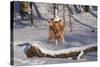 Golden Retriever (Male) Leaping over Snow-Covered Log, St. Charles, Illinois, USA-Lynn M^ Stone-Stretched Canvas