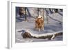 Golden Retriever (Male) Leaping over Snow-Covered Log, St. Charles, Illinois, USA-Lynn M^ Stone-Framed Photographic Print