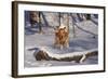 Golden Retriever (Male) Leaping over Snow-Covered Log, St. Charles, Illinois, USA-Lynn M^ Stone-Framed Photographic Print