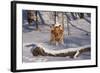 Golden Retriever (Male) Leaping over Snow-Covered Log, St. Charles, Illinois, USA-Lynn M^ Stone-Framed Photographic Print