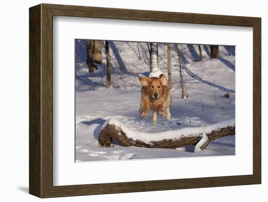 Golden Retriever (Male) Leaping over Snow-Covered Log, St. Charles, Illinois, USA-Lynn M^ Stone-Framed Photographic Print