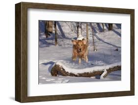 Golden Retriever (Male) Leaping over Snow-Covered Log, St. Charles, Illinois, USA-Lynn M^ Stone-Framed Photographic Print