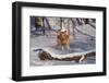 Golden Retriever (Male) Leaping over Snow-Covered Log, St. Charles, Illinois, USA-Lynn M^ Stone-Framed Photographic Print