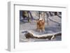 Golden Retriever (Male) Leaping over Snow-Covered Log, St. Charles, Illinois, USA-Lynn M^ Stone-Framed Photographic Print