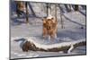 Golden Retriever (Male) Leaping over Snow-Covered Log, St. Charles, Illinois, USA-Lynn M^ Stone-Mounted Photographic Print