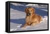 Golden Retriever (Male) Lying in Snow, St. Charles, Illinois, USA-Lynn M^ Stone-Framed Stretched Canvas