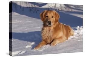 Golden Retriever (Male) Lying in Snow, St. Charles, Illinois, USA-Lynn M^ Stone-Stretched Canvas