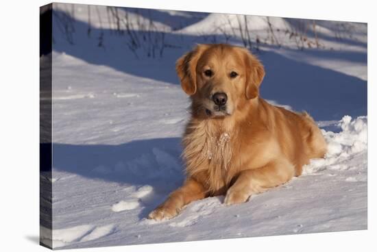 Golden Retriever (Male) Lying in Snow, St. Charles, Illinois, USA-Lynn M^ Stone-Stretched Canvas