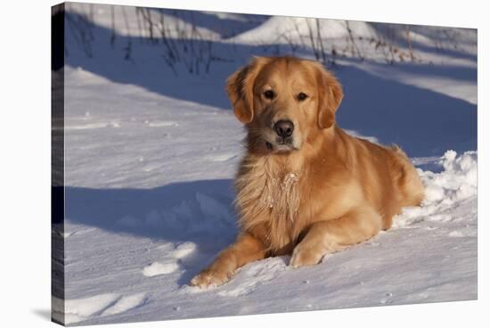 Golden Retriever (Male) Lying in Snow, St. Charles, Illinois, USA-Lynn M^ Stone-Stretched Canvas
