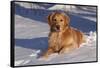 Golden Retriever (Male) Lying in Snow, St. Charles, Illinois, USA-Lynn M^ Stone-Framed Stretched Canvas