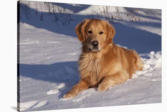 Golden Retriever (Male) Lying in Snow, St. Charles, Illinois, USA-Lynn M^ Stone-Stretched Canvas