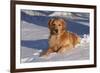 Golden Retriever (Male) Lying in Snow, St. Charles, Illinois, USA-Lynn M^ Stone-Framed Photographic Print