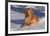 Golden Retriever (Male) Lying in Snow, St. Charles, Illinois, USA-Lynn M^ Stone-Framed Photographic Print