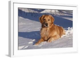 Golden Retriever (Male) Lying in Snow, St. Charles, Illinois, USA-Lynn M^ Stone-Framed Photographic Print