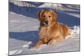 Golden Retriever (Male) Lying in Snow, St. Charles, Illinois, USA-Lynn M^ Stone-Mounted Photographic Print