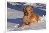 Golden Retriever (Male) Lying in Snow, St. Charles, Illinois, USA-Lynn M^ Stone-Framed Photographic Print